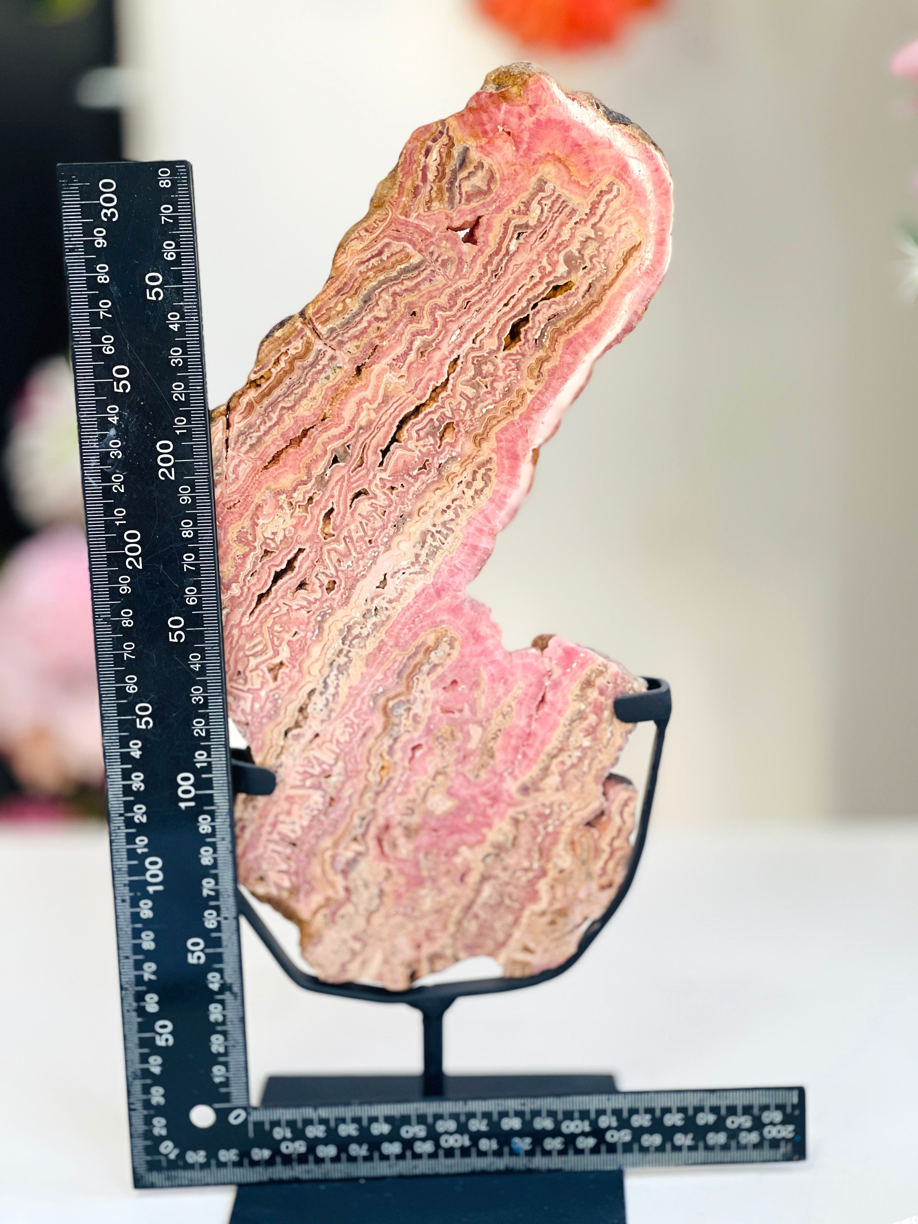 Rhodochrosite Slab – Capillitas Argentina | Polished Collector Specimen