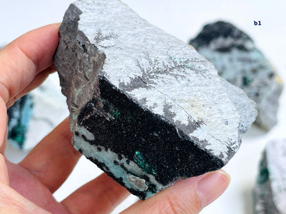 Druzy Chrysocolla with Dendrite