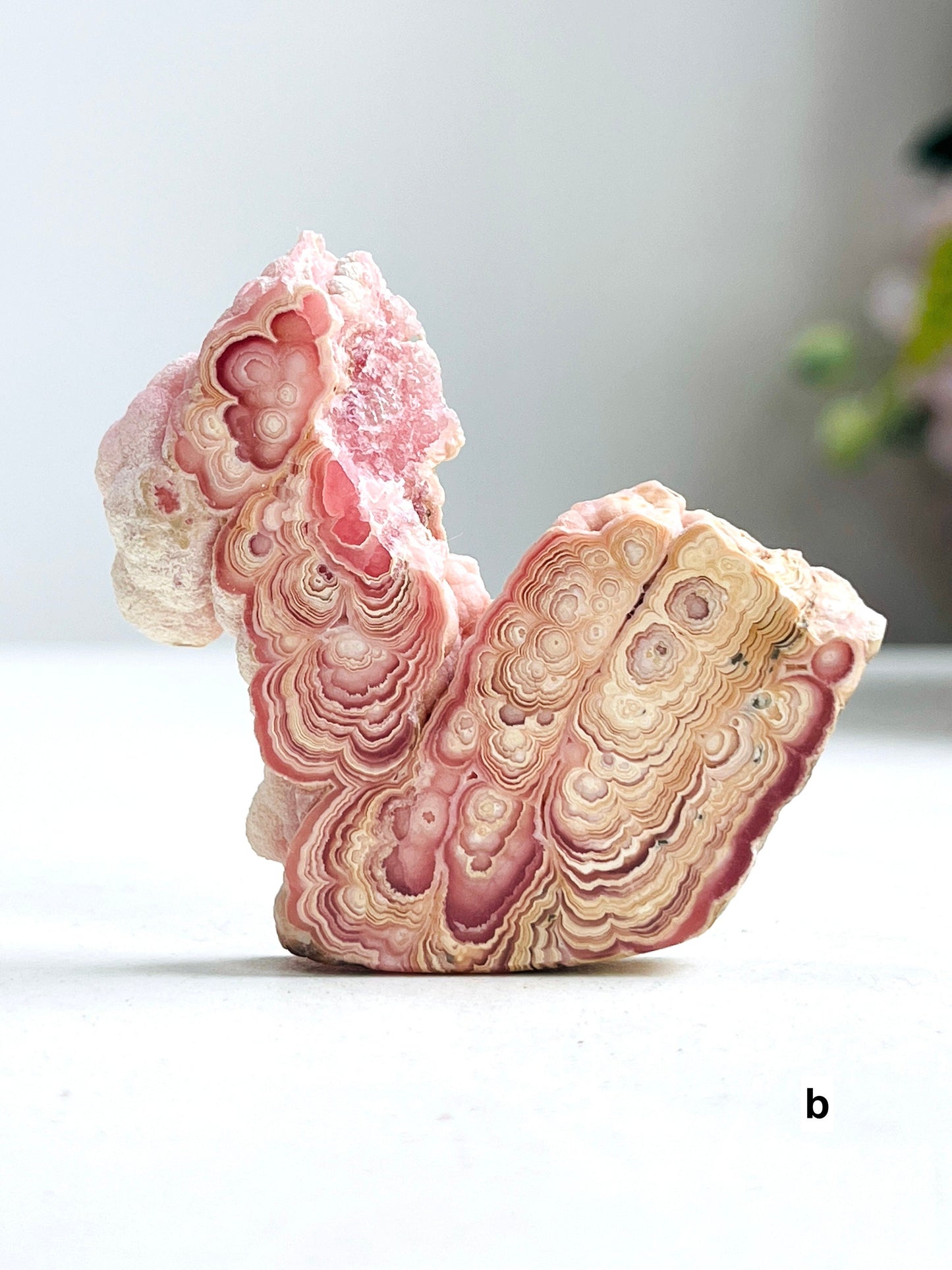 Extraordinary Rhodochrosite slab collector's piece